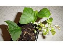 ����������� Mahara Magic - 300 ���.