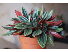 ��������� Peperomia caperata Rosso