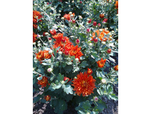 ��������� ����������  ��������"