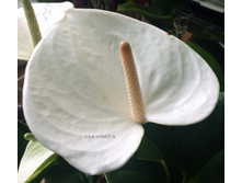 �������� ���� ���� ( Sumi White) -