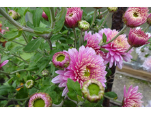 ��������� ���������� "������"