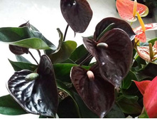 �������� ���������� �����