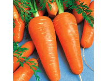 ������� ������� F1 ������� 24,26 ���..[���.8000301]