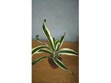 ����� ��������� - 450- 500 ���.