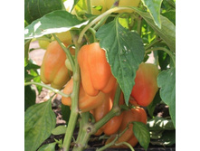 ����� ������� ������ 22,50 ���.. [���.��000010894]