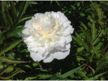 ���� ����� �����