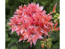 ���������� ��������� Quantum Salmon