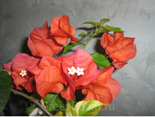 ����������� Dauphine