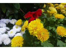 Boreal Orang Cuivnev  ������� ������ 4 �� ������ 35 �� �������� ��������