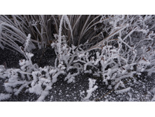 2017-11-28 15.18.18 cr.jpg