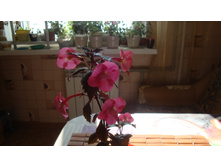 .�������� Pink Glory(2009 saliba)