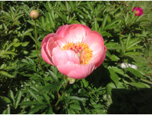 ���� ����� ����