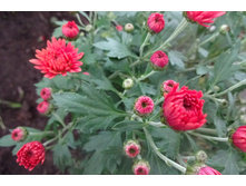 ����� ����� ������4 �� ������ 35-40 �� �������� ��������