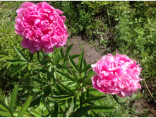 ���� ����� �������