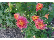 ��������� ���������� "��������� "