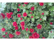 ����� ���� /����  ������5-7 �� ������ 35-40 �������� ��������