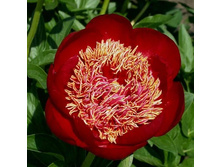 ������ ����