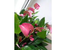 �������� "Cirano" - 550-700 ���.