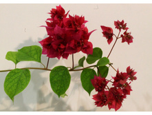 ����������� Mahara Magic- ������ �������� ..