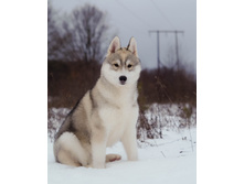 ����� ���� ������ ������( ����)