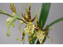 �������   -  ��  450 ���.