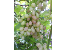 IMG 20170831 163806.jpg  �����