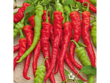 ����� ������� ��� ������,(��)5,50 ���. [���.11000455]