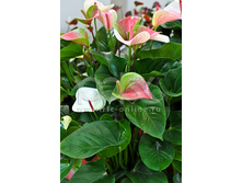 �������� ������� ���