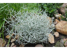 ����������� ������ (Calocephalus Brownii)- �� �����