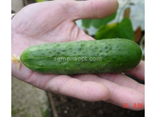 ������ ������� F1 5�� �� 23,60 ���.. [���.10000517]