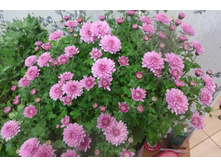 ���������  ������� ������ 3-4 �� ������ 35-40 �� �������� ������-��������