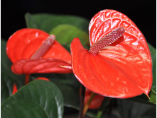 �������� �ure �range