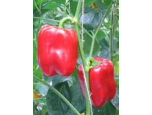 ����� �������� ����������� 17,00���. [���.��000010313]