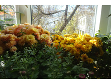 ����� Boreal Orang  Cuivnev  ������ Bigli Yellow