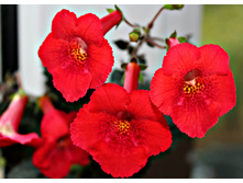 Sadistic Love.jpg - 200 ���.