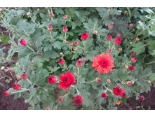 �� ����� ����� ������ 3-4 �� ������ 35-40 �� �������� ������ - ��������