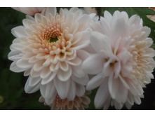 ����� ���� ������ 4 �� ������ 35-40 �� �������� ��������