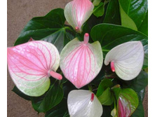 �������� ������� ��� - 800 - 900 ���.  ������ ������� ����� !!!