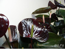 �������� ���� ���-