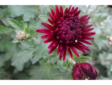 ����� ���� /����  ������5-7 �� ������ 35-40 �������� ��������