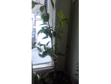 ����� 3 ����