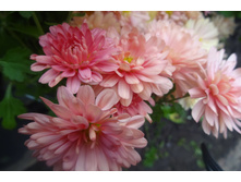 �������� ����  ������ 4-5 �� ������ 35 ��  �������� ������