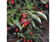 ���� (��� ��������������).jpg