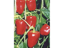 ����� ��������� F1 10�� ����������� 15,00 ���.. [���.11000220]