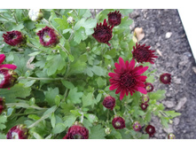 ����  ������ 4-5 �� ������ 40 �� �������� ������ - ��������