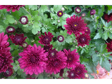 ����  ������ 4-5 �� ������ 40 �� �������� ������ - ��������