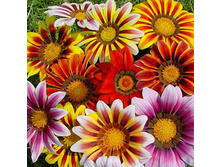 ������� ����������, ����� ������� 0,3��(��) 15,00 ���. [���.3001976]