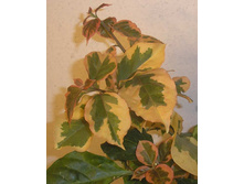 ����������� Dauphine