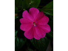 ��������� ��������������