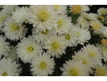 Brandunny White  ������ ��������� 4 �� ������ 40�� �������� ��������